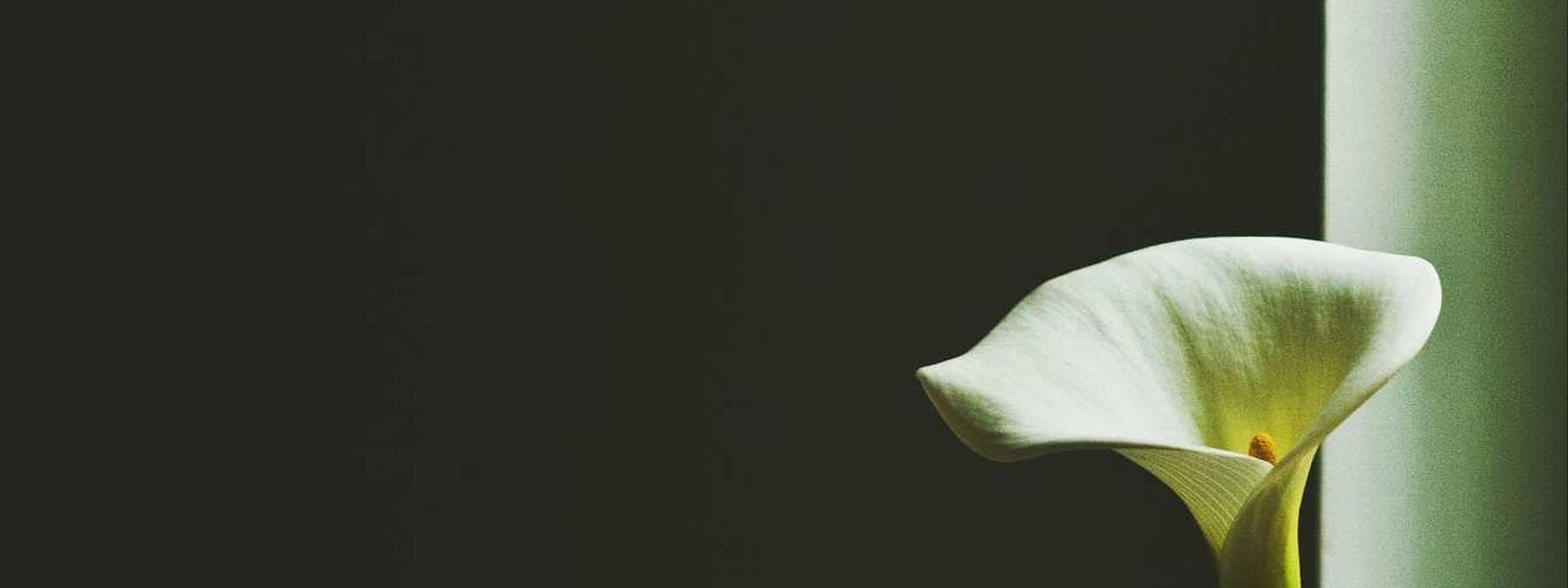 Chopin Park Terrace backdrop